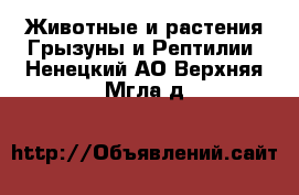 Животные и растения Грызуны и Рептилии. Ненецкий АО,Верхняя Мгла д.